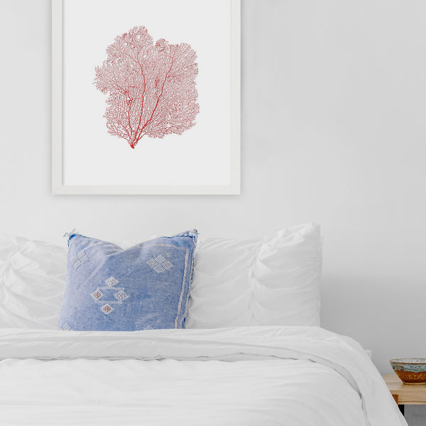 Framed Red Sea Fan - White Frame